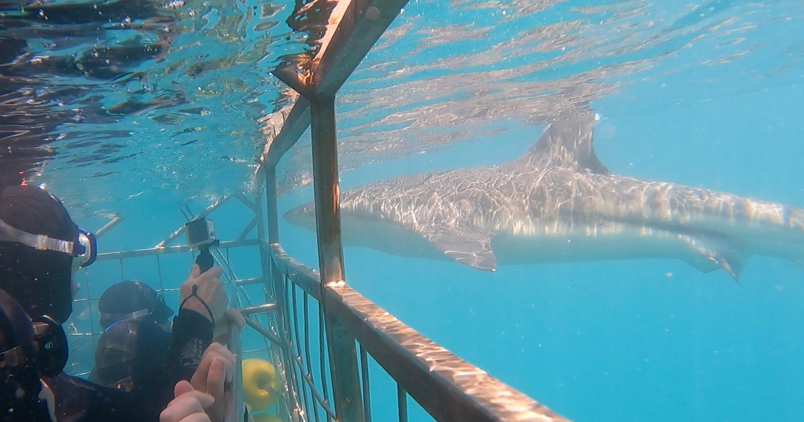 Cage divers watching a bronze whaler shark swim past the cage underwater