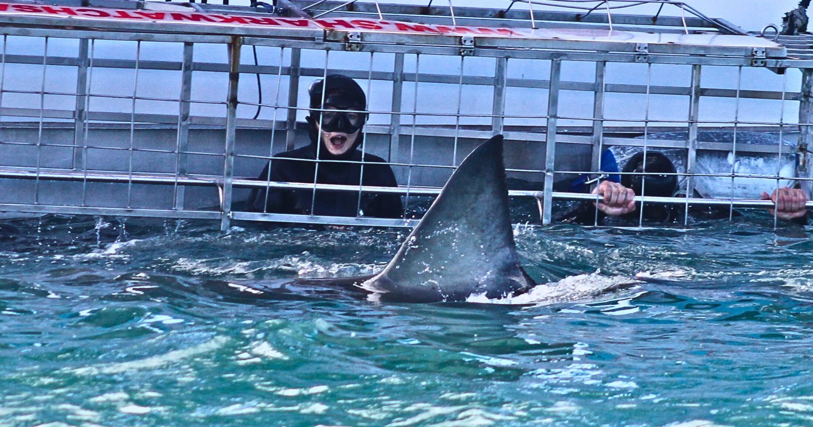 Great white shark fin passing right in front of divers in the cage