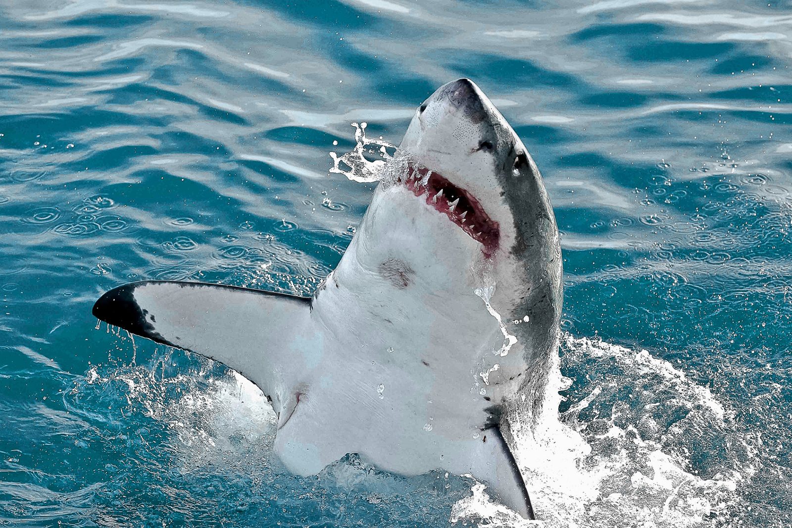 Great white shark breaching out of the water with its mouth open