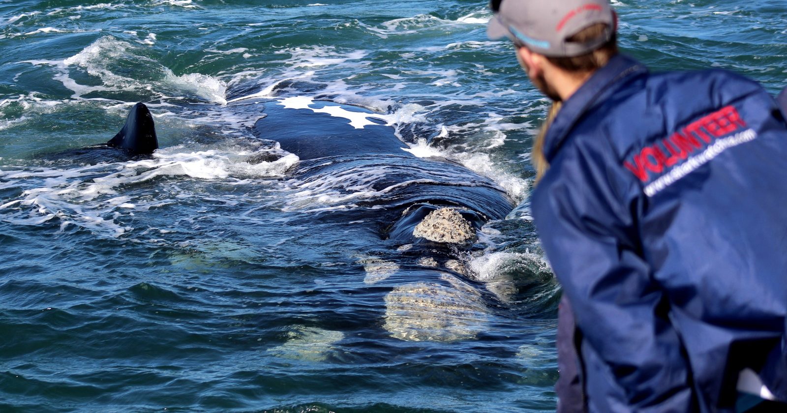 Whale surfacing right next to the tour boat